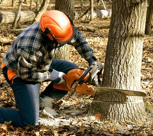 Tree Removal in Toone, TN